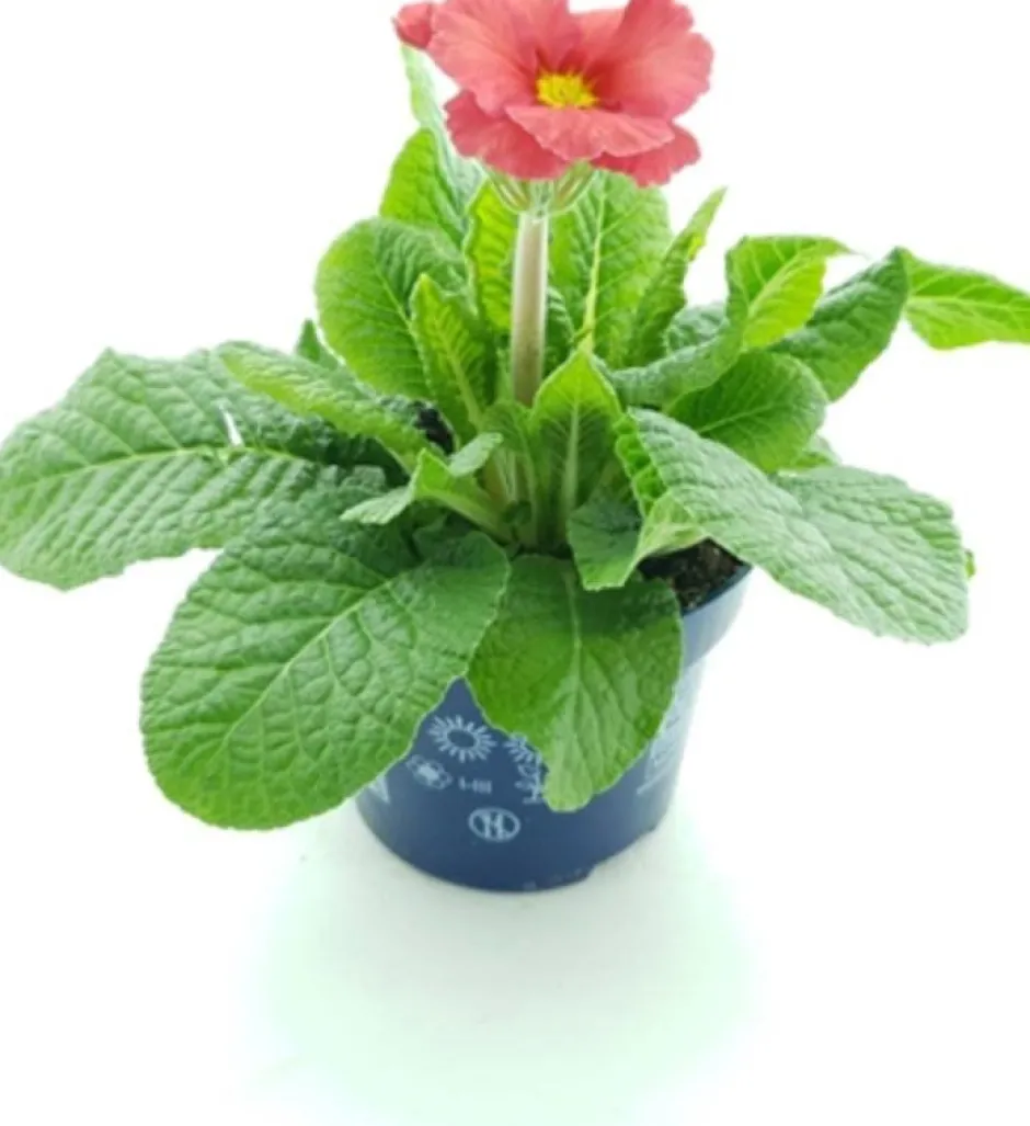 Intratuin Schlüsselblume (Primula elatior 'Stella Salmon Red') D 12 H 25 cm| Blühende Pflanzen|Winterharte Pflanzen