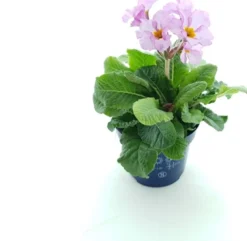 Intratuin Schlüsselblume (Primula elatior 'Stella Lavender') D 12 H 25 cm| Blühende Pflanzen|Winterharte Pflanzen