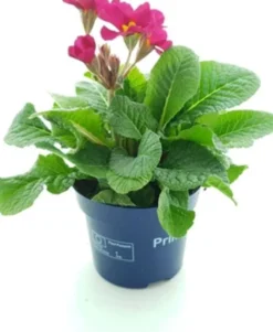 Intratuin Schlüsselblume (Primula elatior 'Stella Rose') D 12 H 25 cm| Blühende Pflanzen|Winterharte Pflanzen