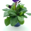 Intratuin Schlüsselblume (Primula elatior 'Stella Purple') D 12 H 25 cm| Blühende Pflanzen|Winterharte Pflanzen