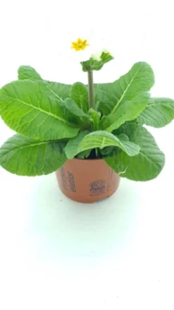 Intratuin Schlüsselblume (Primula elatior 'Sibel White') D 12 H 20 cm| Blühende Pflanzen|Winterharte Pflanzen