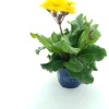 Intratuin Schlüsselblume (Primula elatior 'Stella Gold') D 12 H 25 cm| Blühende Pflanzen|Einjährige Pflanzen