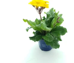 Intratuin Schlüsselblume (Primula elatior 'Stella Gold') D 12 H 25 cm| Blühende Pflanzen|Einjährige Pflanzen