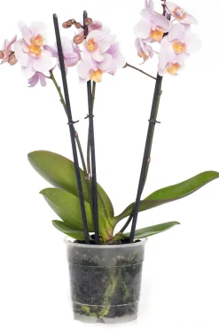 Intratuin Schmetterlingsorchidee 3 Triebe (Phalaenopsis) rosa D 12 H 55 cm| Blühende Zimmerpflanzen|Orchideen