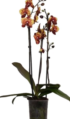 Intratuin Schmetterlingsorchidee 3 Triebe (Phalaenopsis 'DesignZ') gelb D 12 H 55 cm| Blühende Zimmerpflanzen|Orchideen