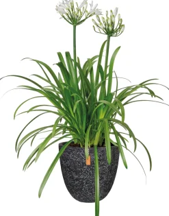 Intratuin Schmucklilie (Agapanthus africanus 'Whitney') D 24 H 70 cm| Mehrjährige Pflanzen|Agapanthus