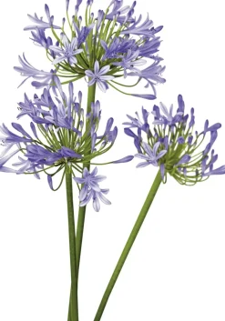 Intratuin Schmucklilie (Agapanthus africanus 'Amourette Blue') D 17 H 70 cm| Mehrjährige Pflanzen|Agapanthus