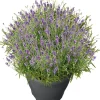 Intratuin Schopflavendel (Lavandula stoechas 'Marseille') D 19 H 35 cm| Blühende Pflanzen|Immergrüne Pflanzen