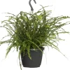 Intratuin Schwertfarn (Nephrolepis 'Duffi') D 17 H 35 cm| Für Schatten|Luftreinigende Pflanzen