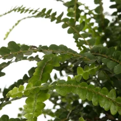 Intratuin Schwertfarn (Nephrolepis 'Duffi') D 17 H 35 cm| Für Schatten|Luftreinigende Pflanzen