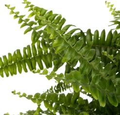 Intratuin Schwertfarn (Nephrolepis exaltata 'Green Lady') D 20 H 60 cm| Luftreinigende Pflanzen|Grünpflanzen