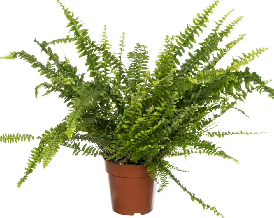 Intratuin Schwertfarn (Nephrolepis exaltata 'Green Lady') D 12 cm H 35 cm| Luftreinigende Pflanzen|Grünpflanzen