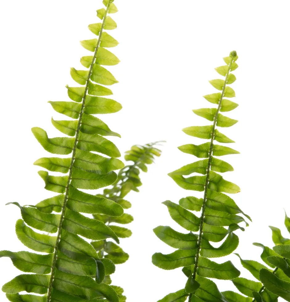 Intratuin Schwertfarn (Nephrolepis exaltata 'Green Lady') D 12 cm H 35 cm| Luftreinigende Pflanzen|Grünpflanzen