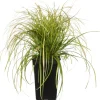 Intratuin Segge (Carex oshimensis 'Eversheen') D 17 H 30 cm| Immergrüne Pflanzen|Winterharte Pflanzen