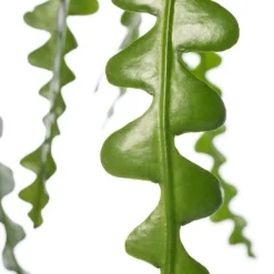 Intratuin Sägeblattkaktus (Epiphyllum anguliger) D 14 H 30 cm| Für Sonne|Kakteen & Sukkulenten