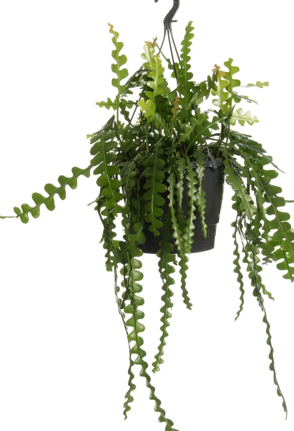 Intratuin Sägeblattkaktus (Epiphyllum anguliger) D 12 H 25 cm| Kleine Zimmerpflanzen|Für Sonne