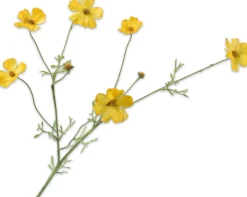 Intratuin Silk-Ka Kunstblume Cosmos gelb 77 cm| Kunstblumen