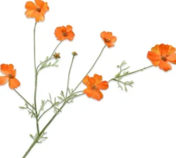 Intratuin Silk-Ka Kunstblume Cosmos orange 25 x 25 x 77 cm| Kunstblumen