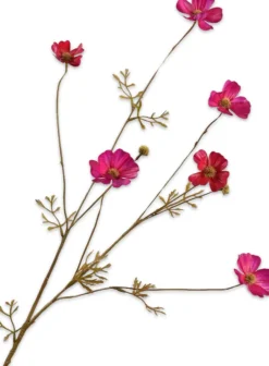 Intratuin Silk-Ka Kunstblume Cosmos violett 77 cm| Kunstblumen