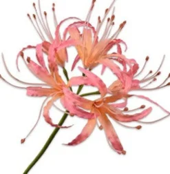 Intratuin Silk-Ka Kunstblume Nerine rosa 93 cm| Kunstblumen