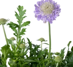 Intratuin Skabiose (Scabiosa caucasica 'Perfecta')| Winterharte Pflanzen|Mehrjährige Pflanzen