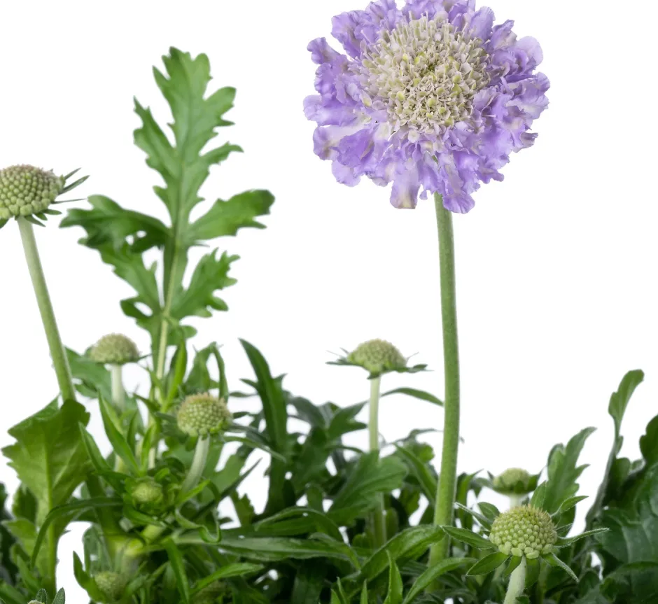 Intratuin Skabiose (Scabiosa caucasica 'Perfecta')| Winterharte Pflanzen|Mehrjährige Pflanzen