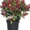Intratuin Skimmie (Skimmia japonica 'Rubella') D 15 cm H 35 cm| Immergrüne Pflanzen|Winterharte Pflanzen
