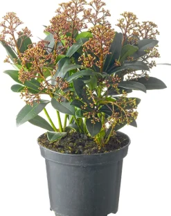 Intratuin Skimmie (Skimmia japonica 'Rubella') D 19 H 60 cm| Skimmie