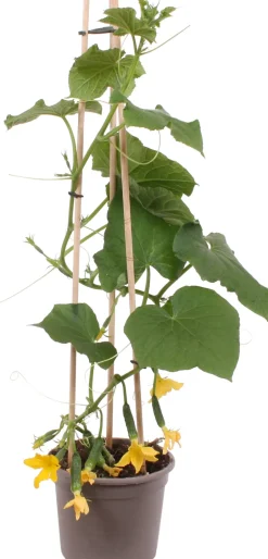 Intratuin Snackgurke (Cucumis sativus) D 14 H 60 cm| Obst, Gemüse & Kräuter|Gemüsepflanzen