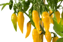 Intratuin Snackpaprika gelb extra scharf (Capsicum chinense) D 14 H 40 cm| Obst, Gemüse & Kräuter|Gemüsepflanzen