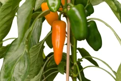 Intratuin Snackpaprika orange (Capsicum annuum) D 14 H 40 cm| Obst, Gemüse & Kräuter|Gemüsepflanzen