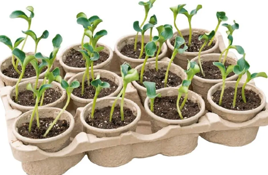 Intratuin Sogo Eco Anzucht-Set inkl. 12 Anzuchttöpfchen 7,5 x 40 x 28 cm| Anzuchtkästen & Mini-Gewächshäuser