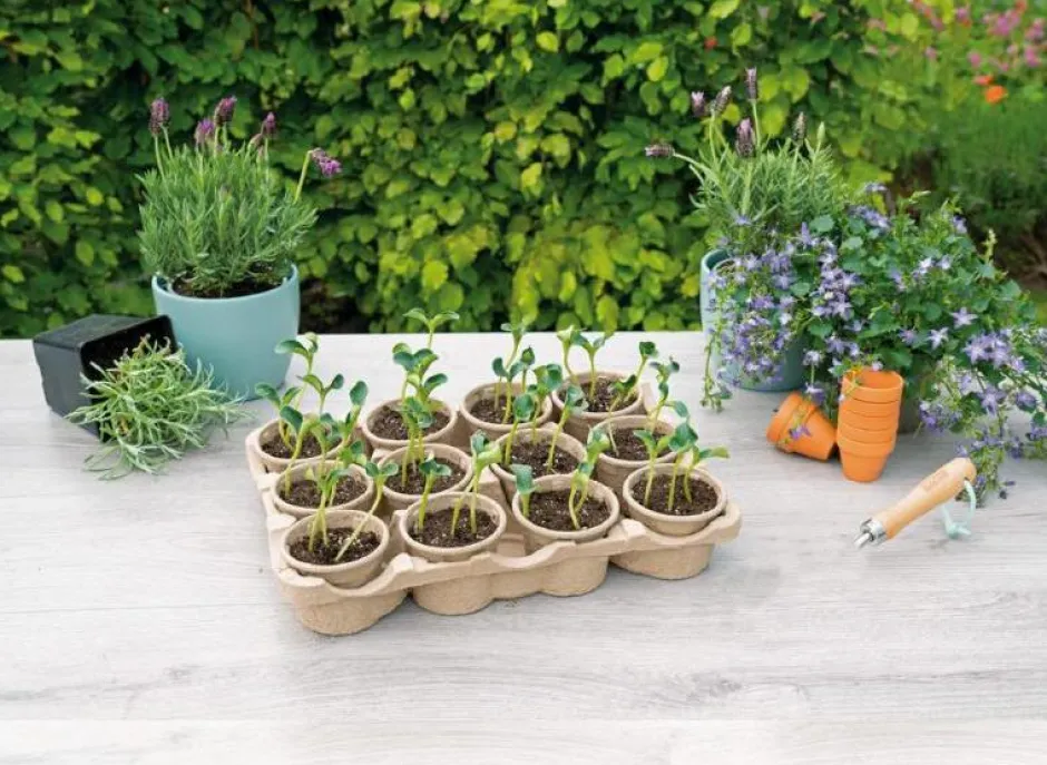 Intratuin Sogo Eco Anzucht-Set inkl. 12 Anzuchttöpfchen 7,5 x 40 x 28 cm| Anzuchtkästen & Mini-Gewächshäuser