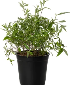 Intratuin Sommerflieder (Buddleja davidii 'Nanho Blue') D 24 H 40 cm| Blühende Pflanzen|Schmetterlingsflieder