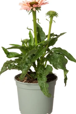 Intratuin Sonnenhut (Echinacea purpurea 'Sunseekers Salmon') D 17 H 40 cm| Winterharte Pflanzen|Mehrjährige Pflanzen