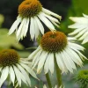 Intratuin Sonnenhut (Echinacea purpurea 'White Swan') D 9 H 5 cm| Mehrjährige Pflanzen|Echinacea