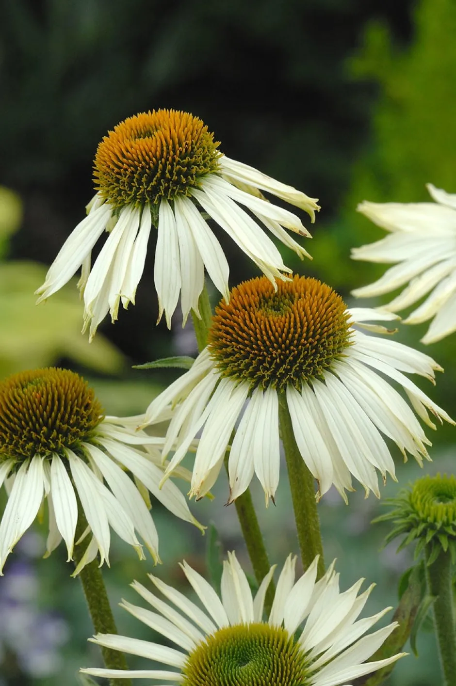 Intratuin Sonnenhut (Echinacea purpurea 'White Swan') D 9 H 5 cm| Mehrjährige Pflanzen|Echinacea