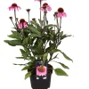 Intratuin Sonnenhut (Echinacea purpurea) D 17 H 40 cm| Blühende Pflanzen|Winterharte Pflanzen
