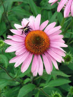 Intratuin Sonnenhut (Echinacea purpurea 'Magnus')| Blühende Pflanzen|Mehrjährige Pflanzen