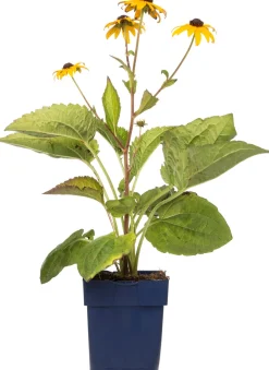 Intratuin Sonnenhut (Rudbeckia fulgida 'Goldsturm')| Mehrjährige Pflanzen|Rudbeckia