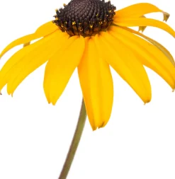 Intratuin Sonnenhut (Rudbeckia fulgida 'Goldsturm')| Mehrjährige Pflanzen|Rudbeckia