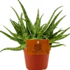 Intratuin Spinnenaloe (Aloe 'Spider') D 10,5 H 15 cm| Kleine Zimmerpflanzen|Für Sonne