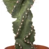 Intratuin Spiralkaktus (Cereus spiralis) D 11 H 25 cm| Kleine Zimmerpflanzen|Für Sonne