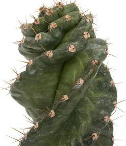 Intratuin Spiralkaktus (Cereus spiralis) D 11 H 25 cm| Kleine Zimmerpflanzen|Für Sonne