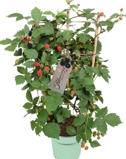 Intratuin Stachellose Brombeere (Rubus fruticosus 'Loch Ness') mit Rankhilfe D 17 H 70 cm| Obst, Gemüse & Kräuter|Kräuterpflanzen