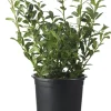 Intratuin Stechpalme (Ilex crenata 'Luxus Hedge') D 10,5 H 15 cm| Winterharte Pflanzen|Stechpalme