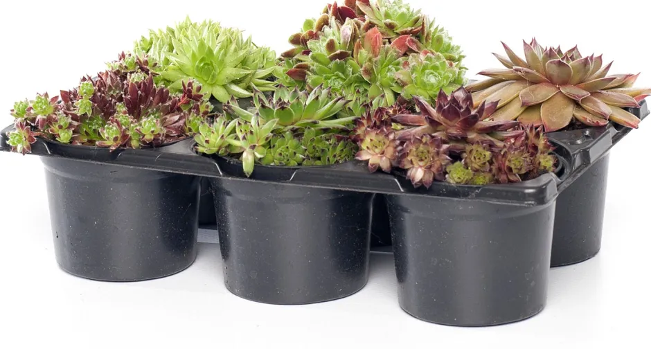 Intratuin Steinpflanzen Mix D 9 H 13 cm| Winterharte Pflanzen|Mehrjährige Pflanzen