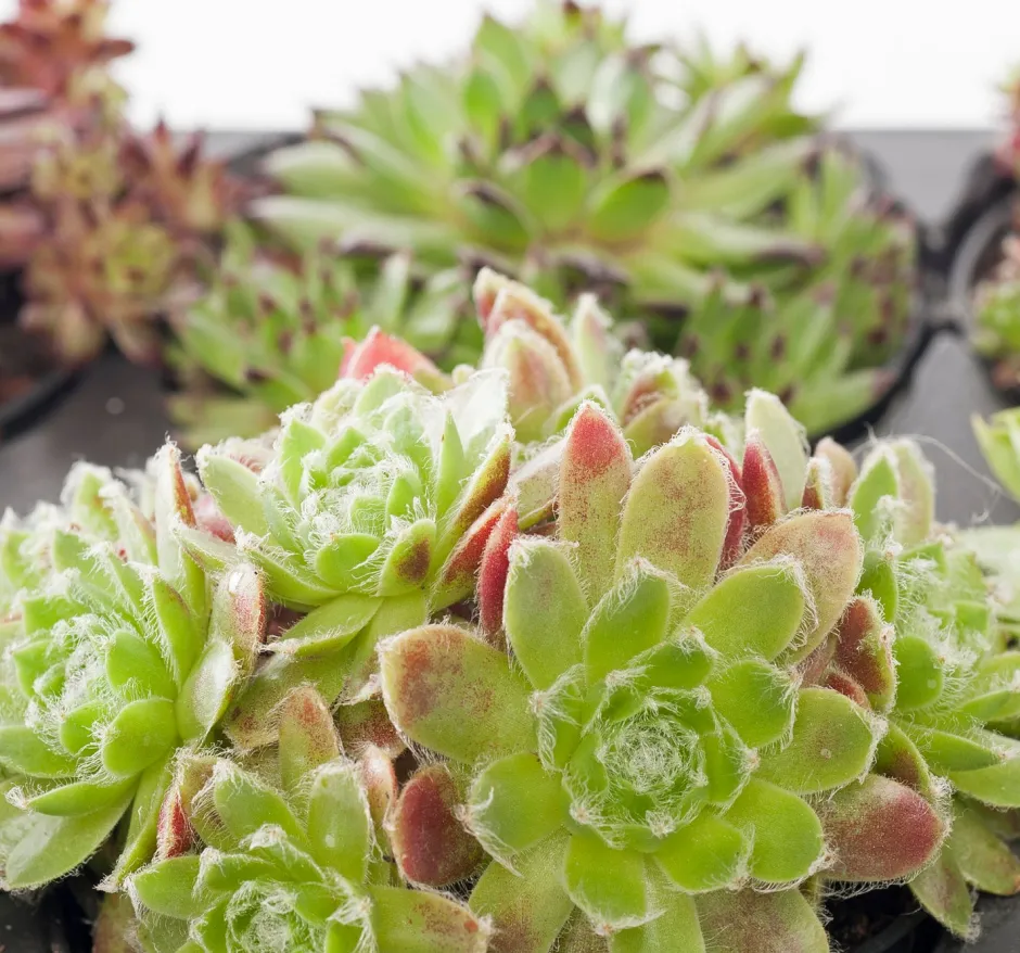 Intratuin Steinpflanzen Mix D 9 H 13 cm| Winterharte Pflanzen|Mehrjährige Pflanzen