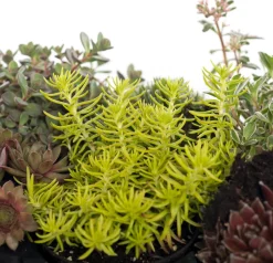 Intratuin Steinpflanzen Mix D 9 H 13 cm| Winterharte Pflanzen|Mehrjährige Pflanzen