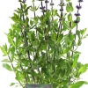 Intratuin Steppen-Salbei (Salvia nemorosa 'Caradonna') D 17 H 50 cm| Blühende Pflanzen|Mehrjährige Pflanzen